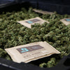 Boveda Size 67 for Cannabis, 58% RH Single (1 Ct)